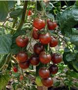 Black cherry
