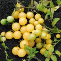 Reinhard's Golkirsche