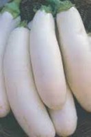 Aubergine Dourga