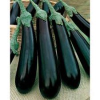 Aubergine de Barbentane