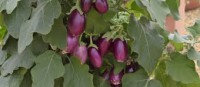 Aubergine F1 Amethyst