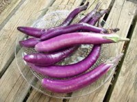 Aubergine Ping tung