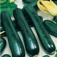 Courgette verte noire maraichère