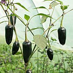 piment czech black