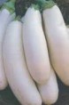 Aubergine Dourga