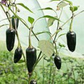 piment czech black