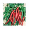 piment long doux des landes